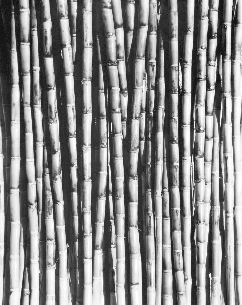 Cukrová třtina, Mexiko, 1929 od Tina Modotti