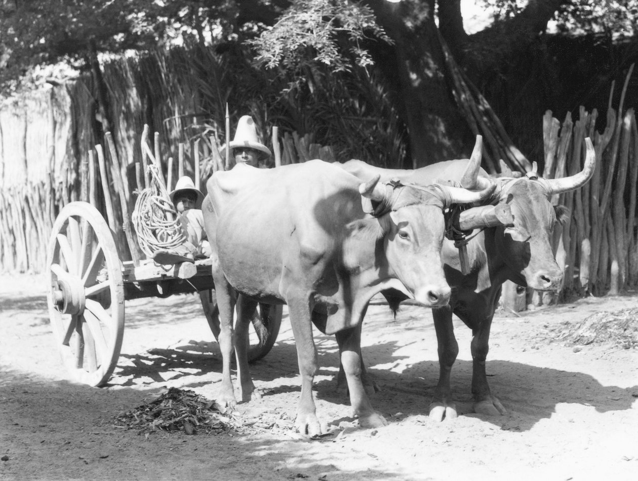 Team of Oxen, Mexiko, kolem roku 1927 od Tina Modotti