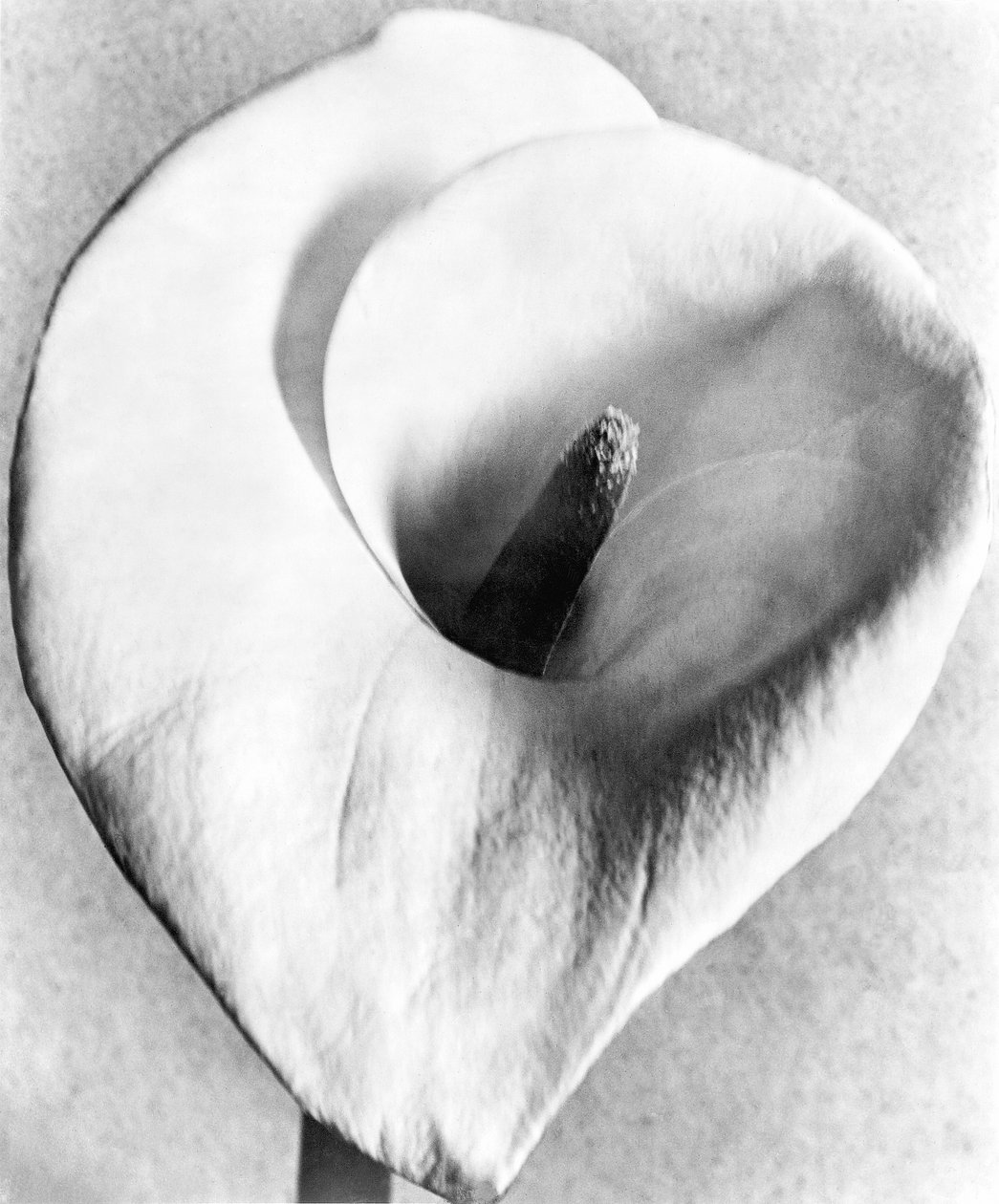 Calla Lily, Mexico City, 1925 od Tina Modotti