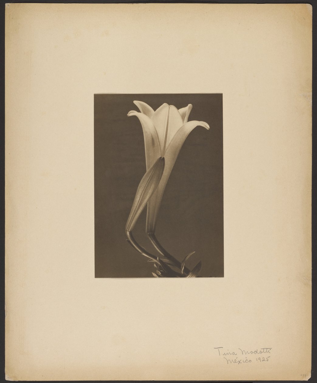 č. 1. od Tina Modotti