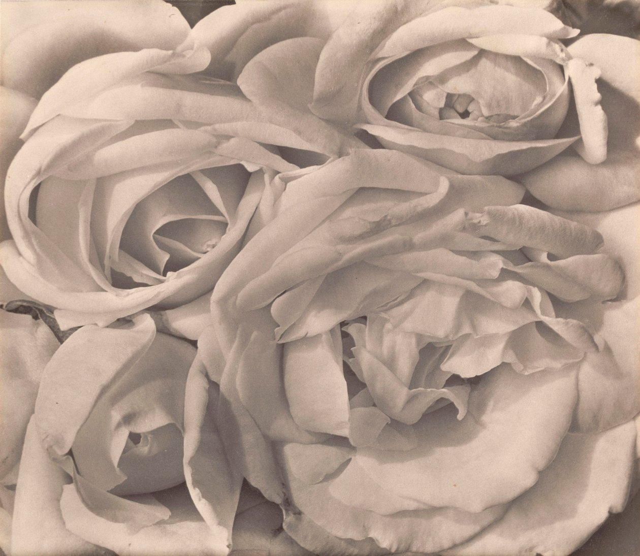 Roses, Mexico od Tiny Modotti od Tina Modotti