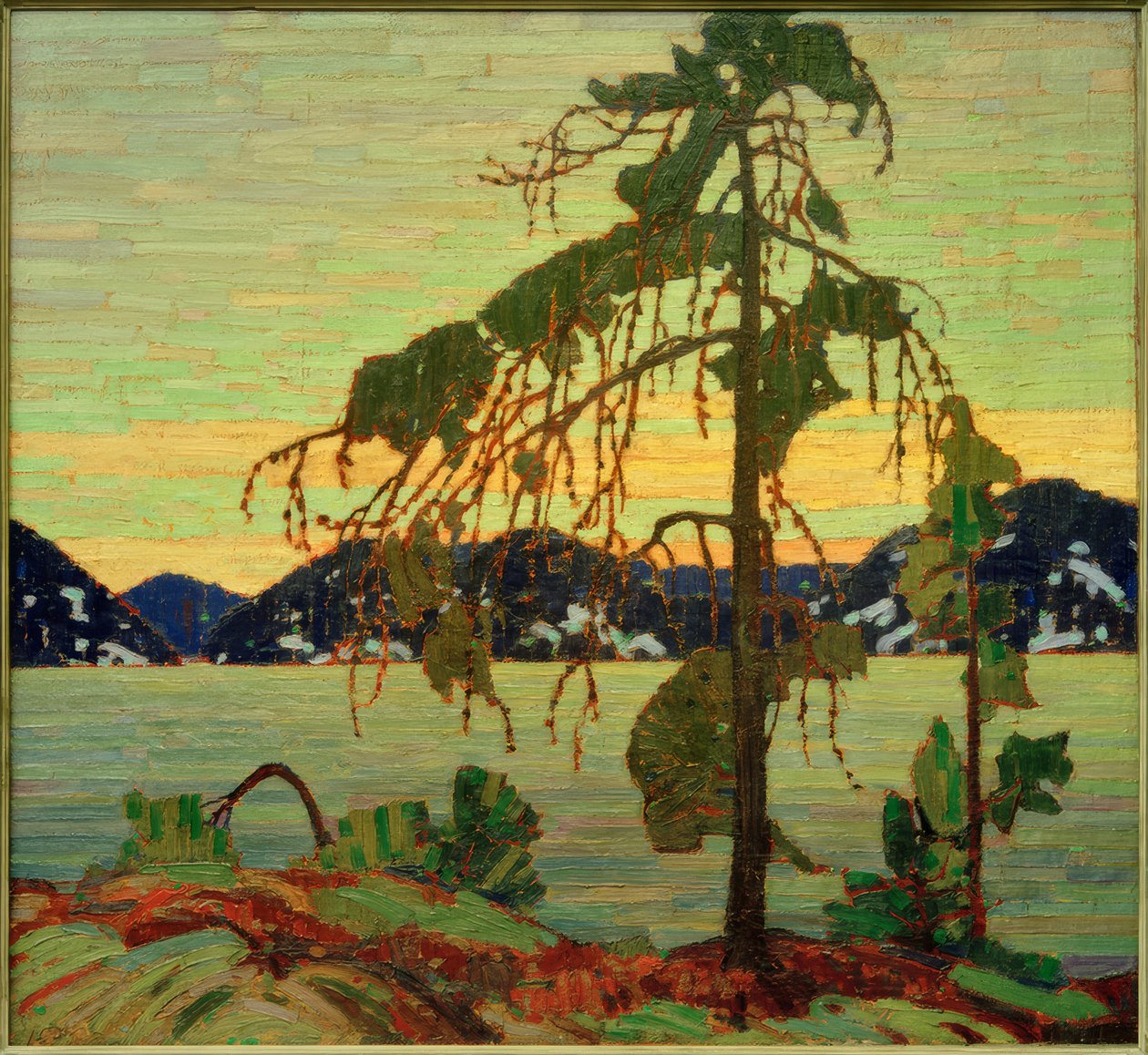 Jack Pine od Tom Thomson