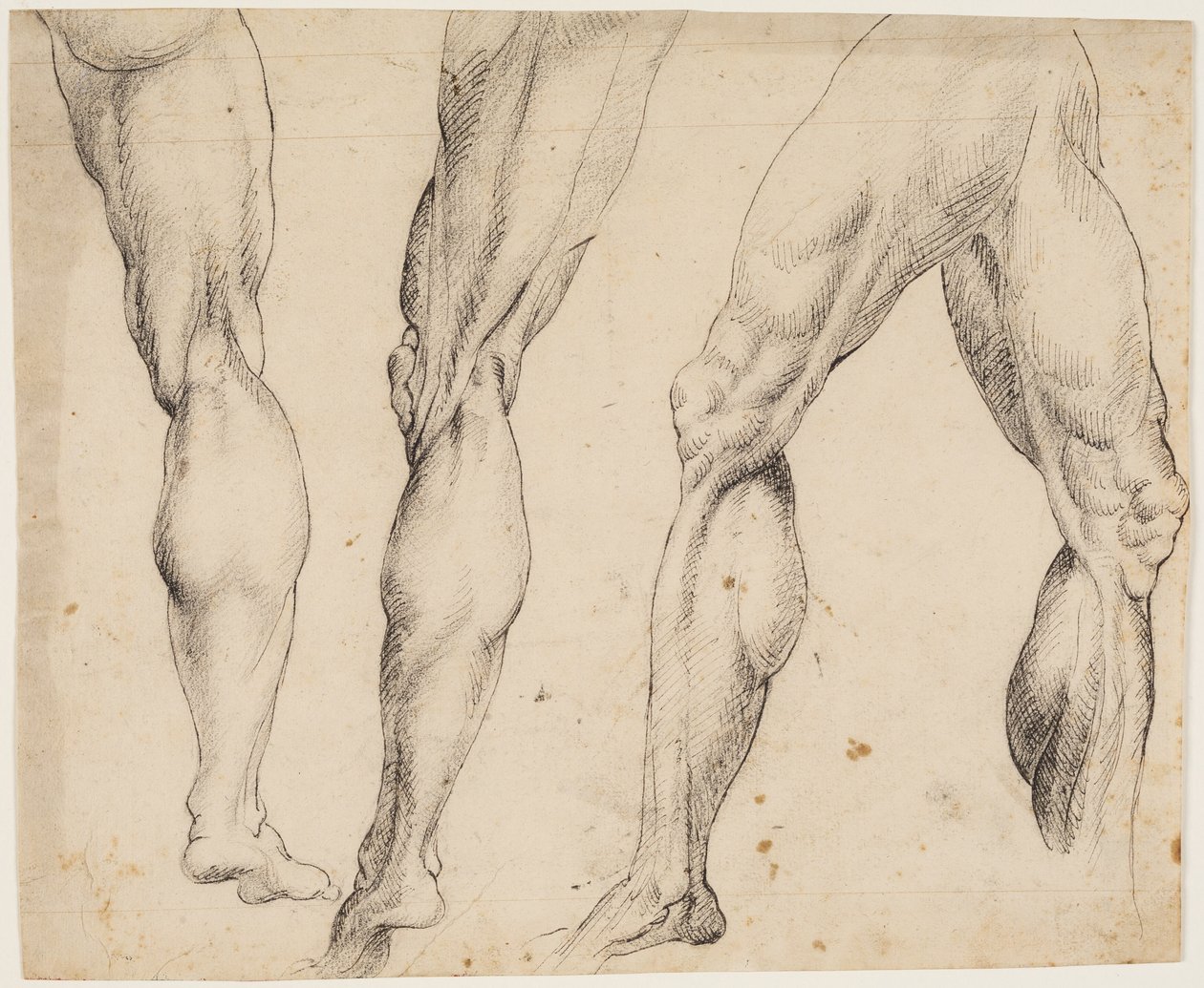 Noha. Anatomické studie od Ubekendt