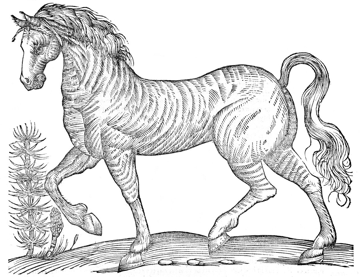 De quadrupedibus solidipedibus volumen integrum od Ulisse Aldrovandi