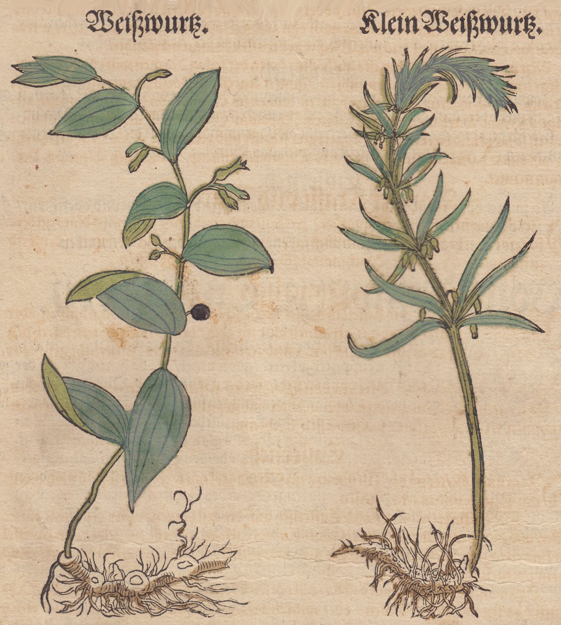 Ilustrace Polygonatum multiflorum a Polygonatum verticillatum od Unbekannt Unbekannt