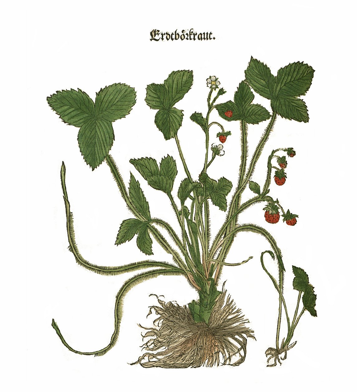 Jahodová ilustrace od Unbekannt Unbekannt