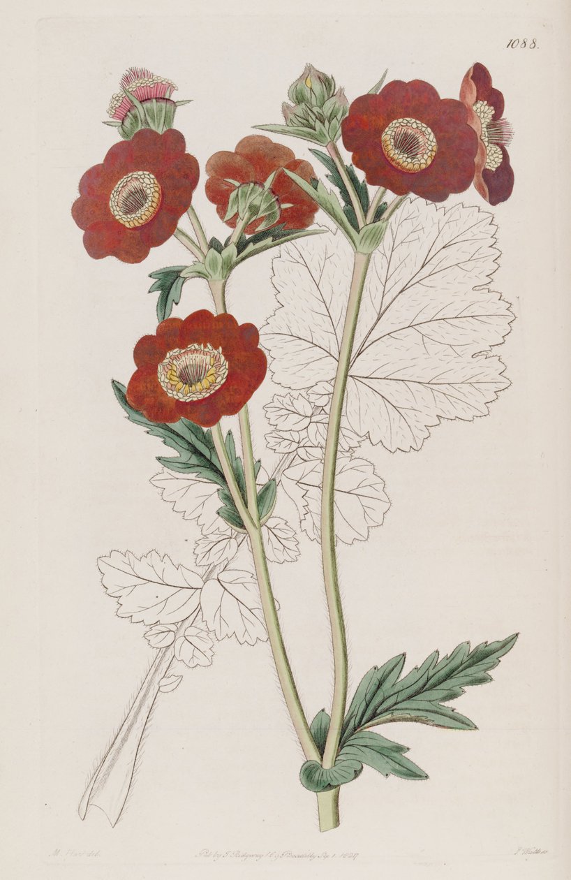 Geum quellyon, jako Geum coccineum Lindl. od Unbekannt Unbekannt