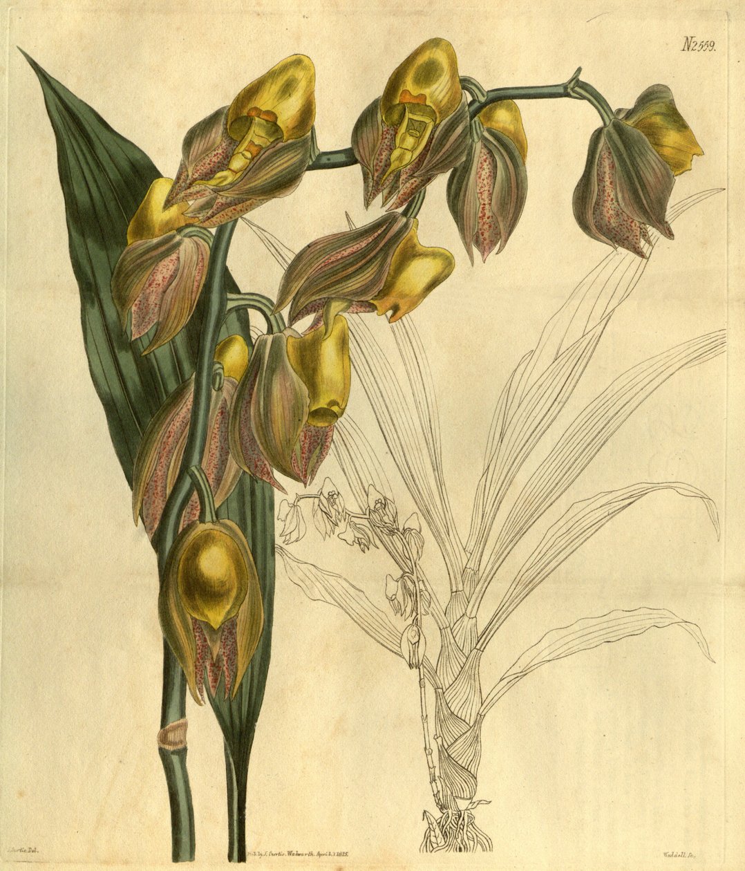 Ilustrace Catasetum macrocarpum (jako syn. Catasetum tridentatum) od Unbekannt Unbekannt