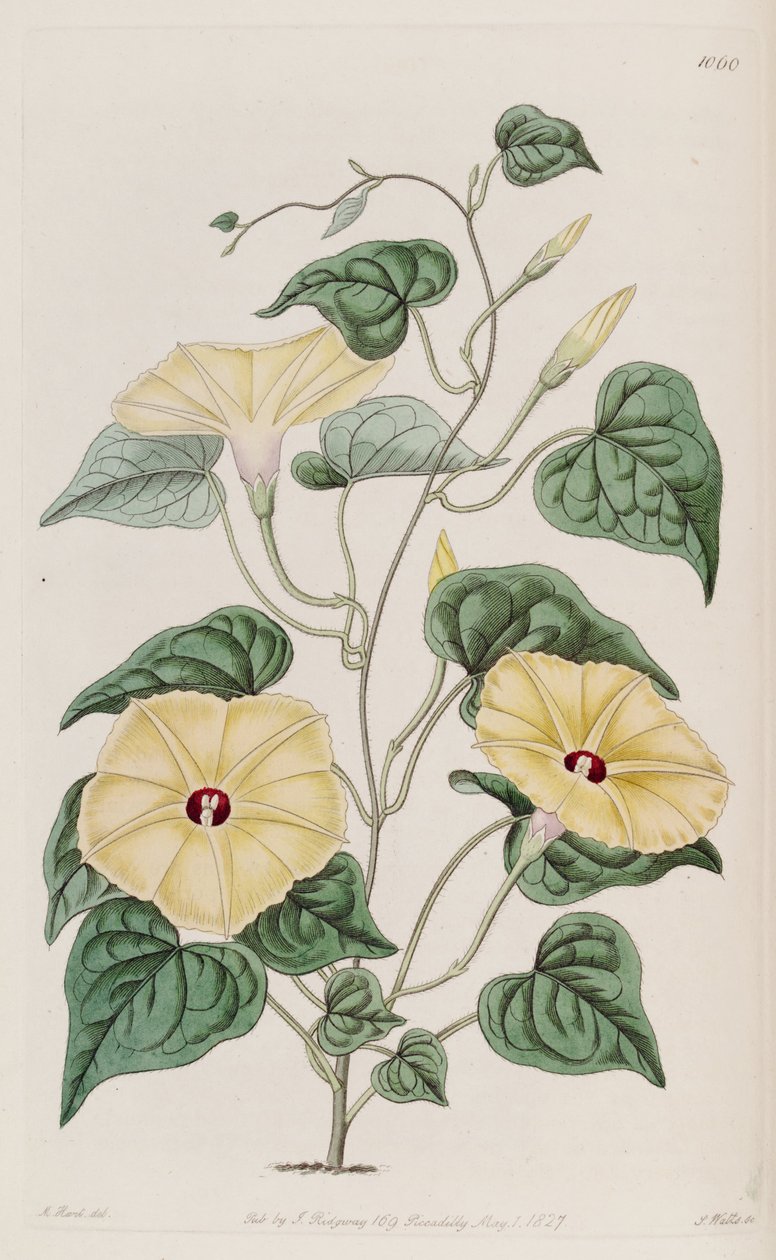Ipomoea ochracea od Unbekannt Unbekannt