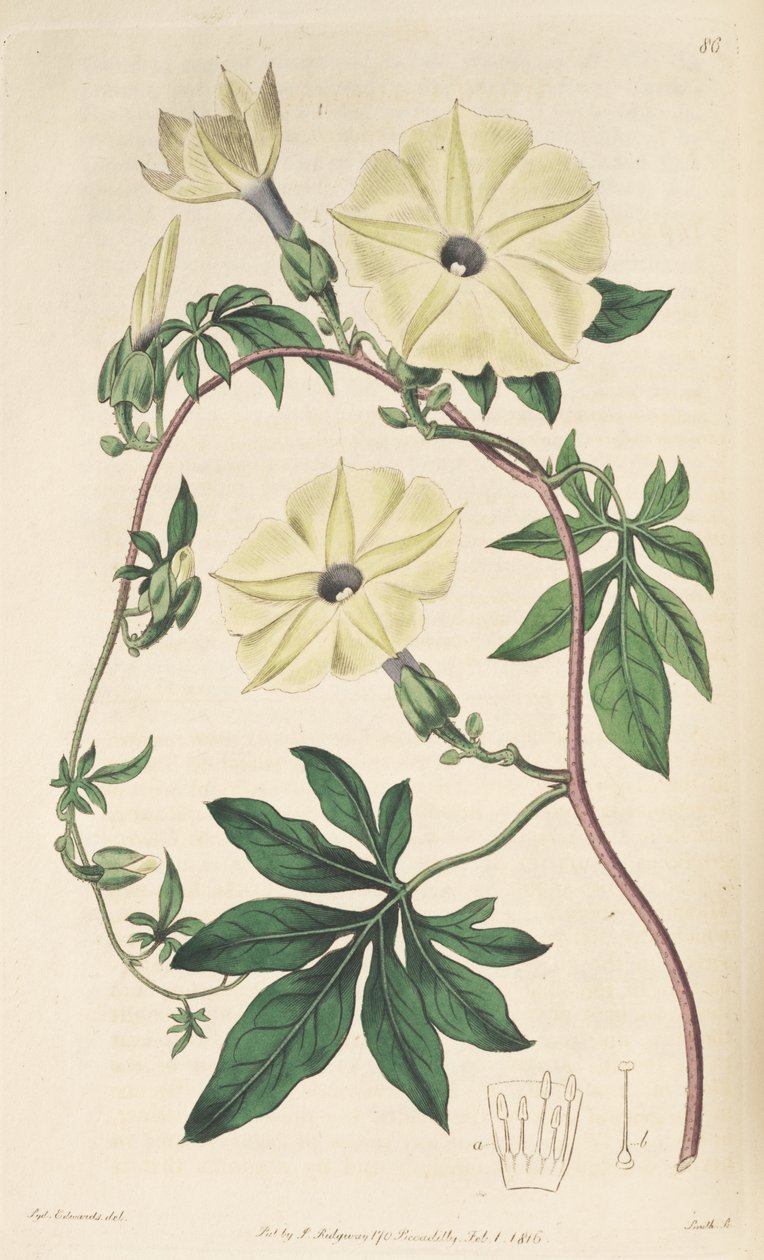 Ipomoea tuberculata od Unbekannt Unbekannt