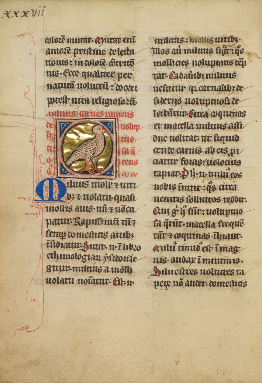 A Kite (Bird) od Unbekannt Unbekannt