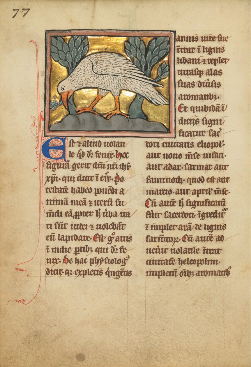 Phoenix (JgEpBOK0IafeoA) od Unbekannt Unbekannt