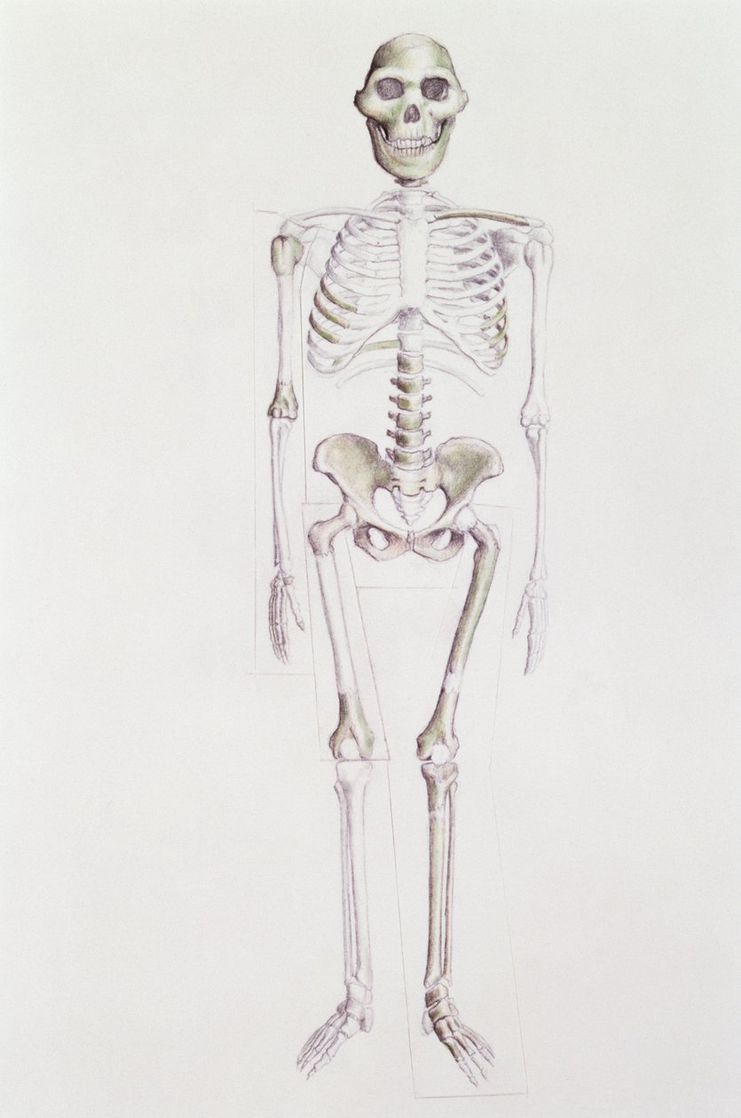 Kostra Australopithecus africanus od Unbekannt Unbekannt