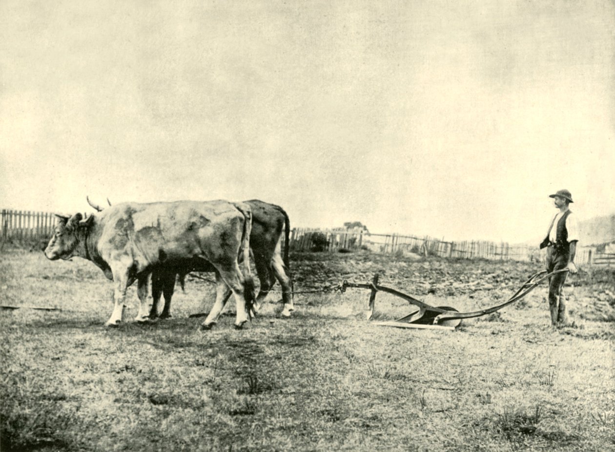 Tým Bullock Plow, 1901. od Unbekannt