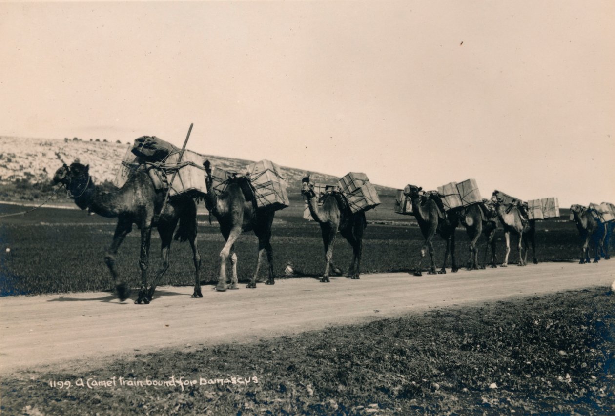 Velbloudí vlak směřující do Damašku, 1936 od Unbekannt