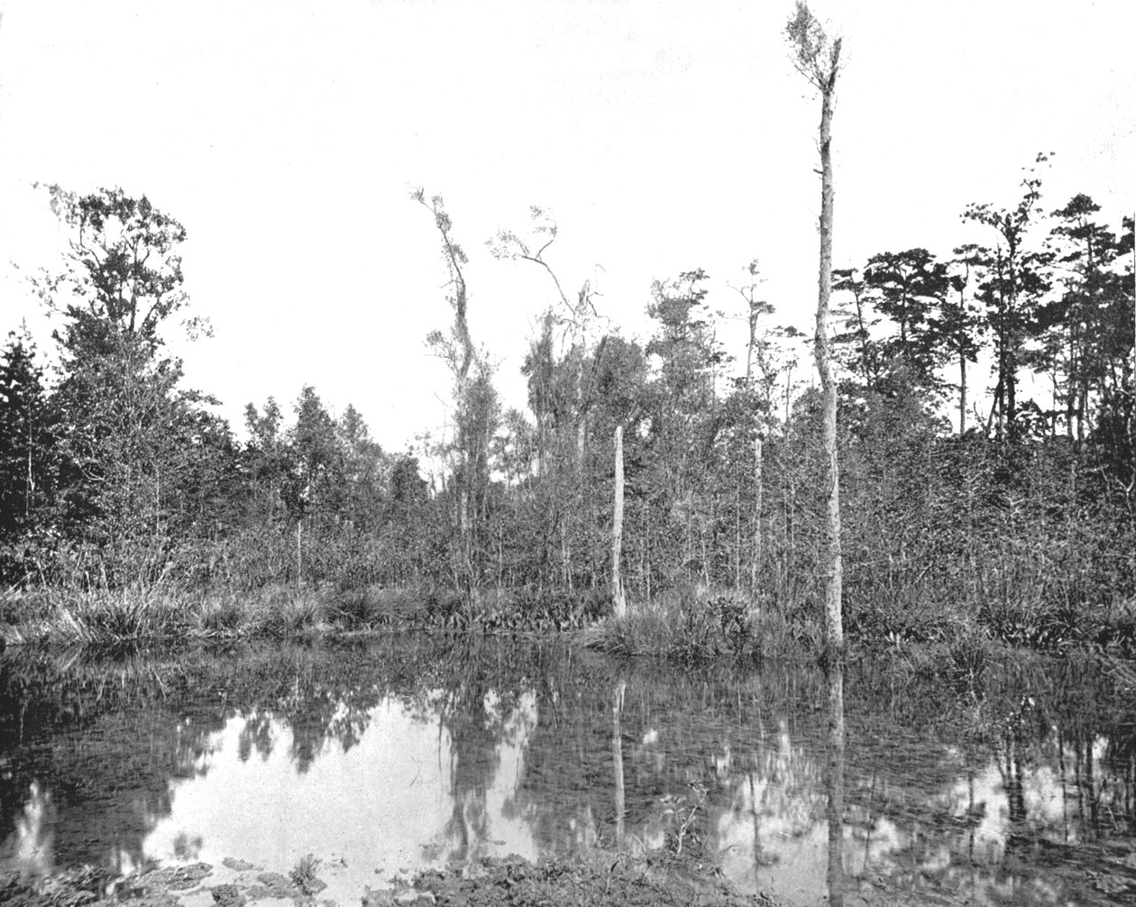 Bažina Louisiany, USA, c1900. od Unbekannt