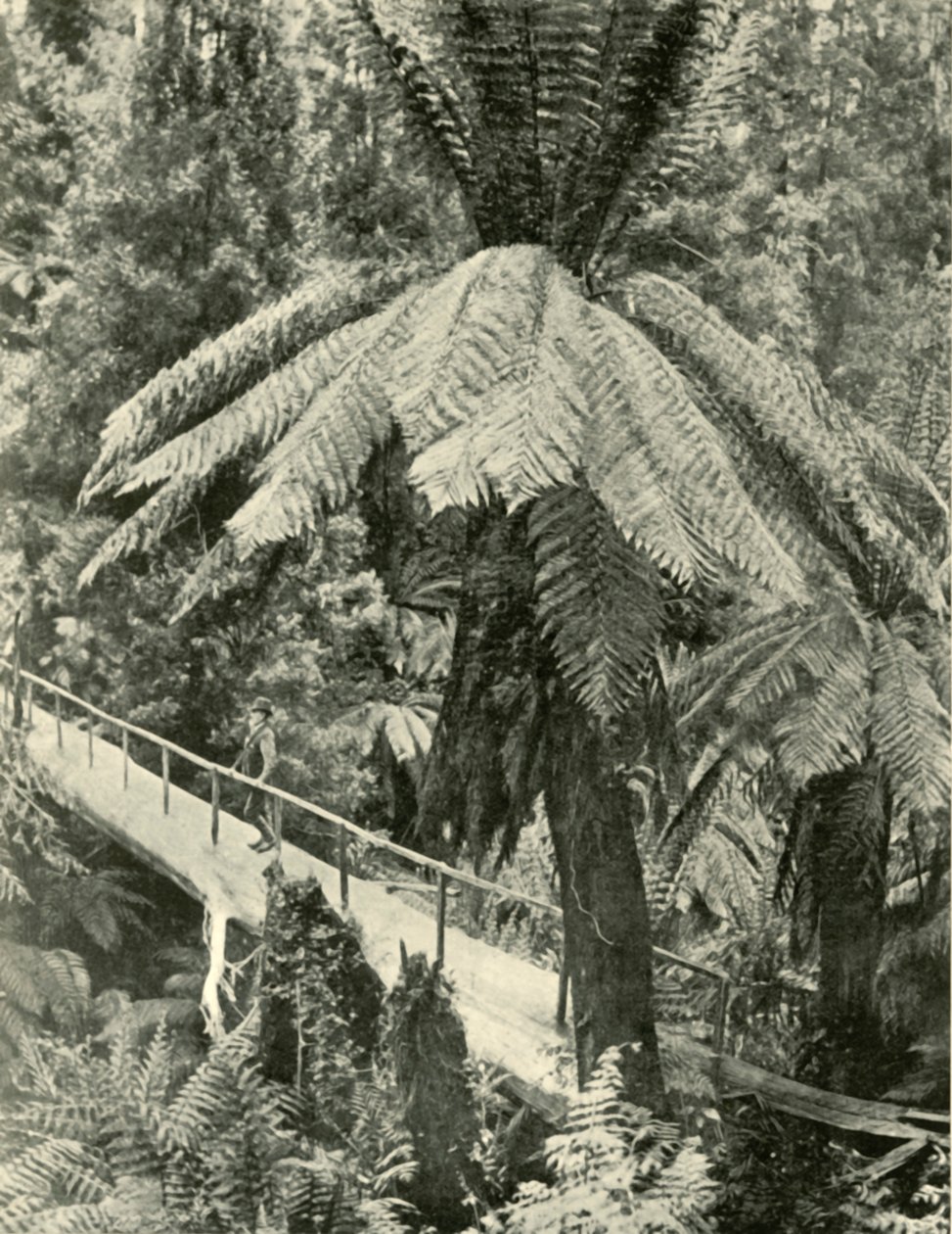 Rustikální most, 1901. od Unbekannt