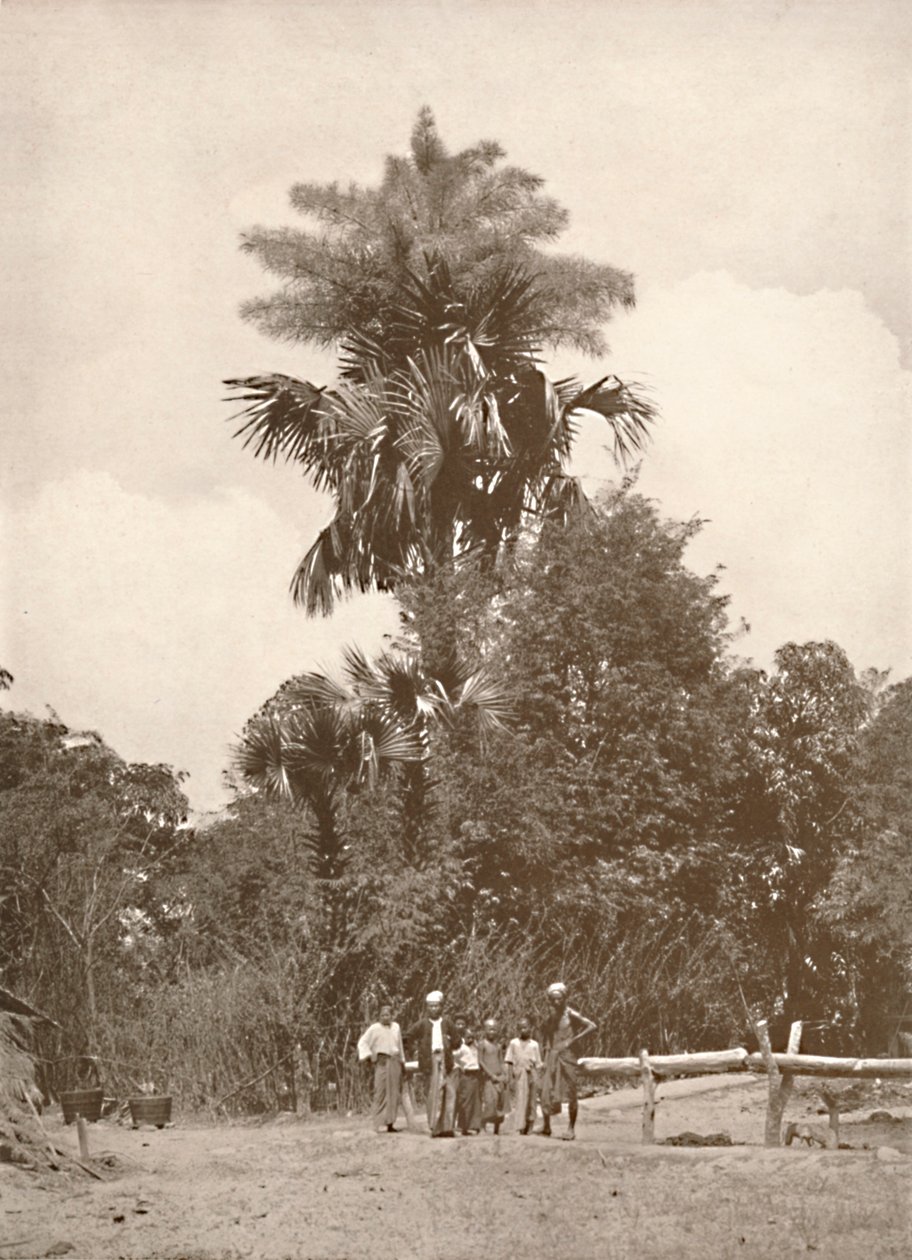 Talipot Palm v květu, 1900. od Unbekannt