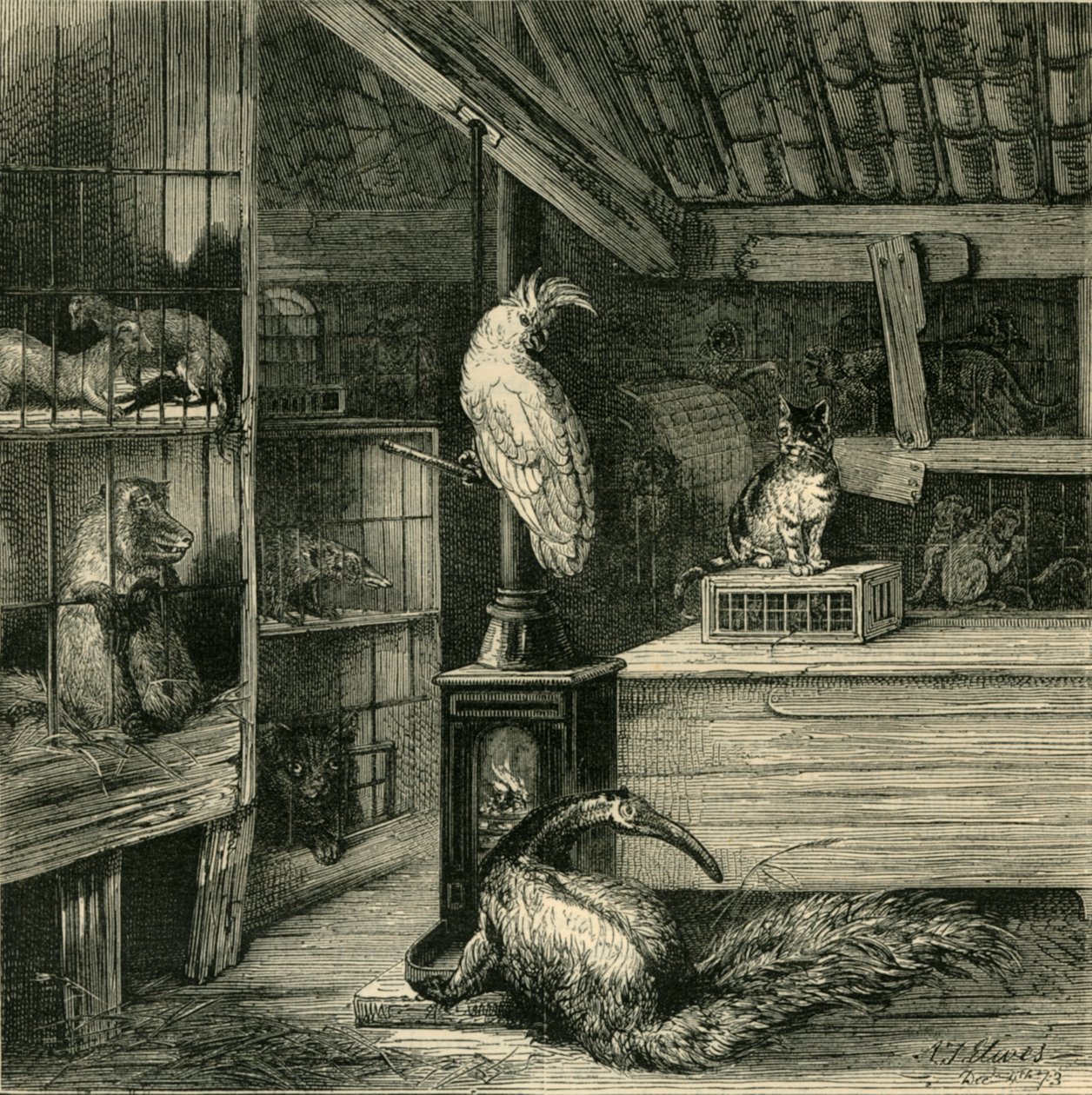 Obchod s divokými zvířaty, c1873. od Unbekannt