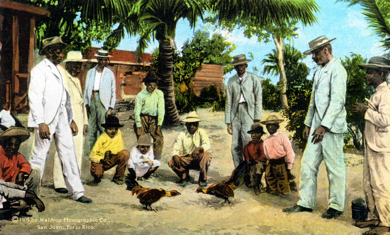Kohouti zápas, Portoriko, 1909 od Unbekannt
