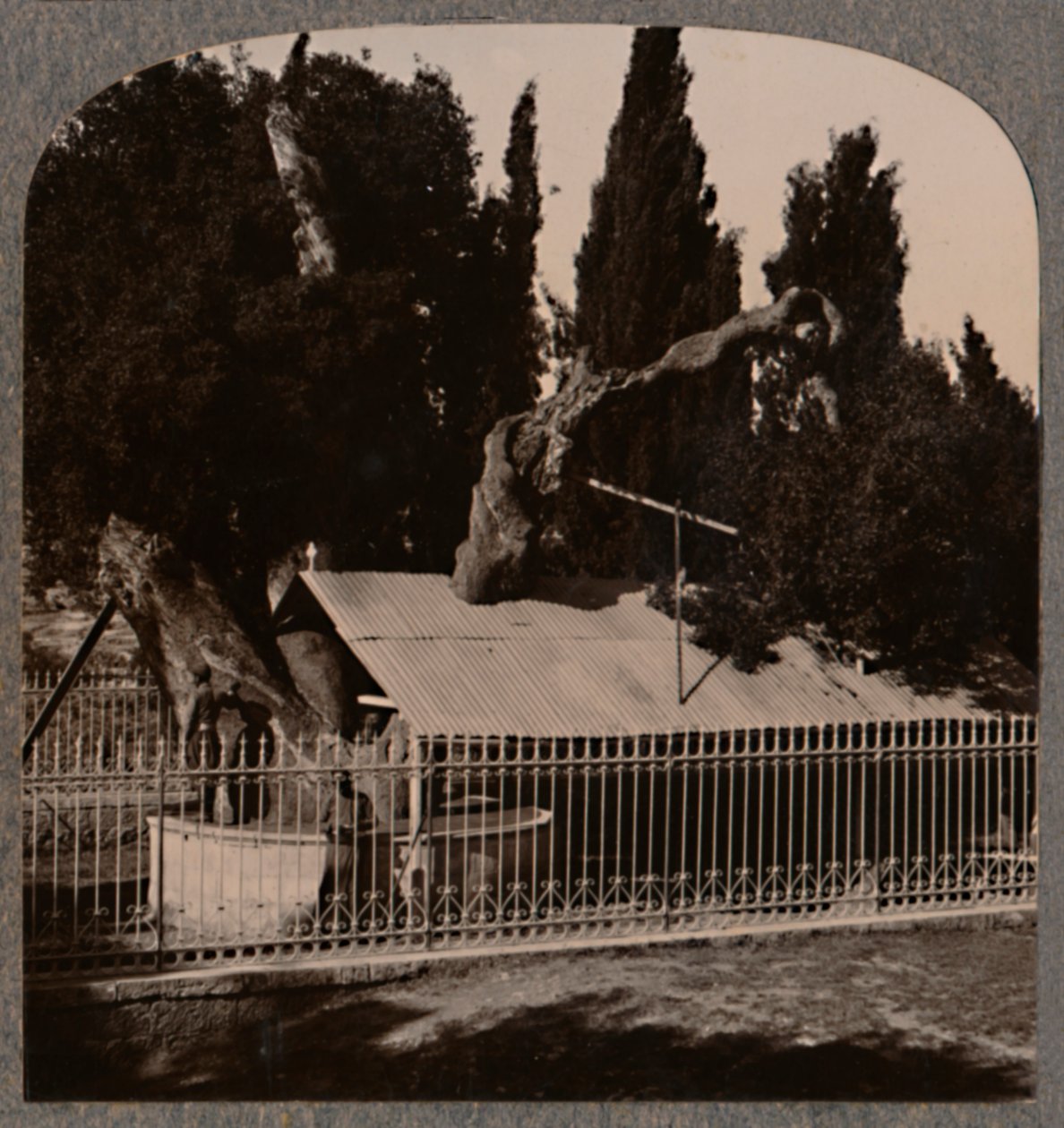 Abrahams Oak poblíž Hebronu, c1900 od Unbekannt