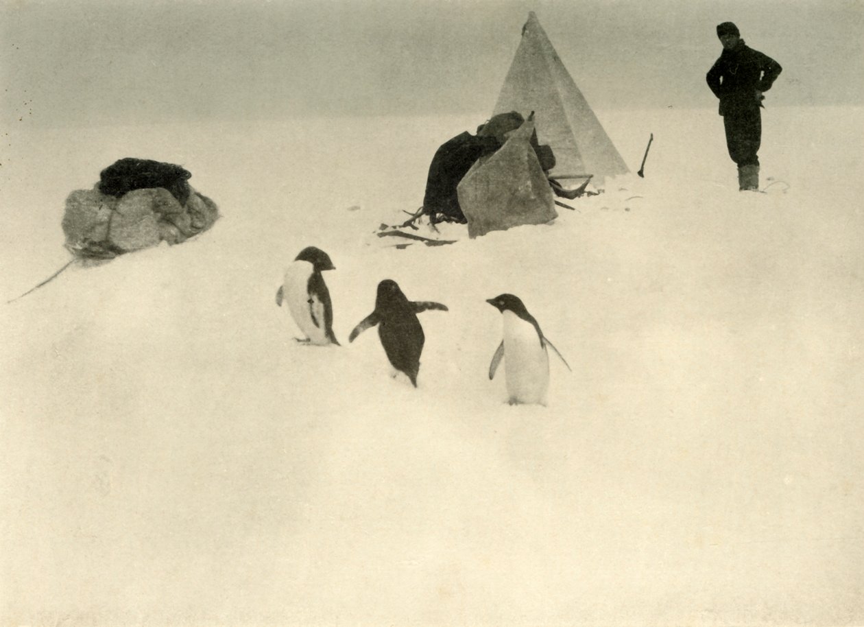 Adelie Penguins Visit a Camp c1908, 1909. od Unbekannt