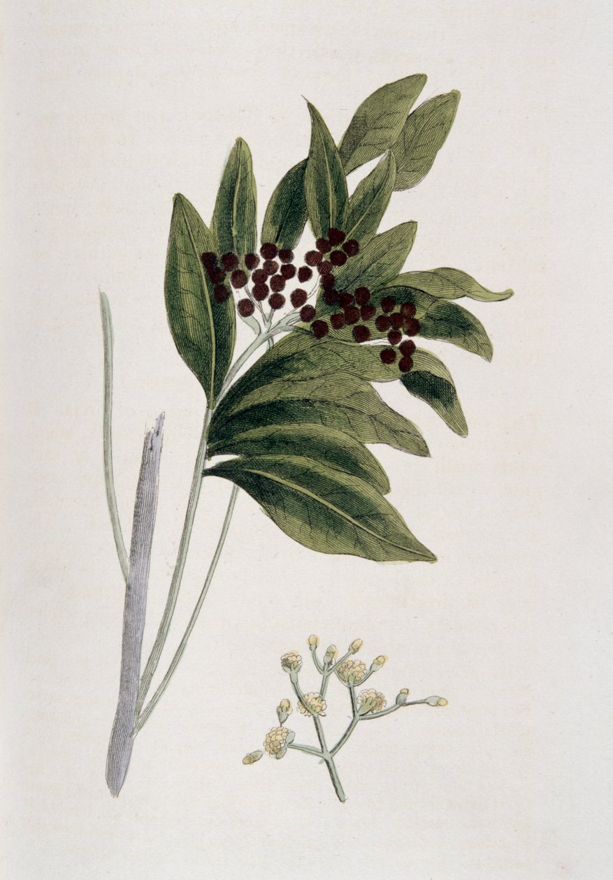 Nové koření, 1823 od Unbekannt