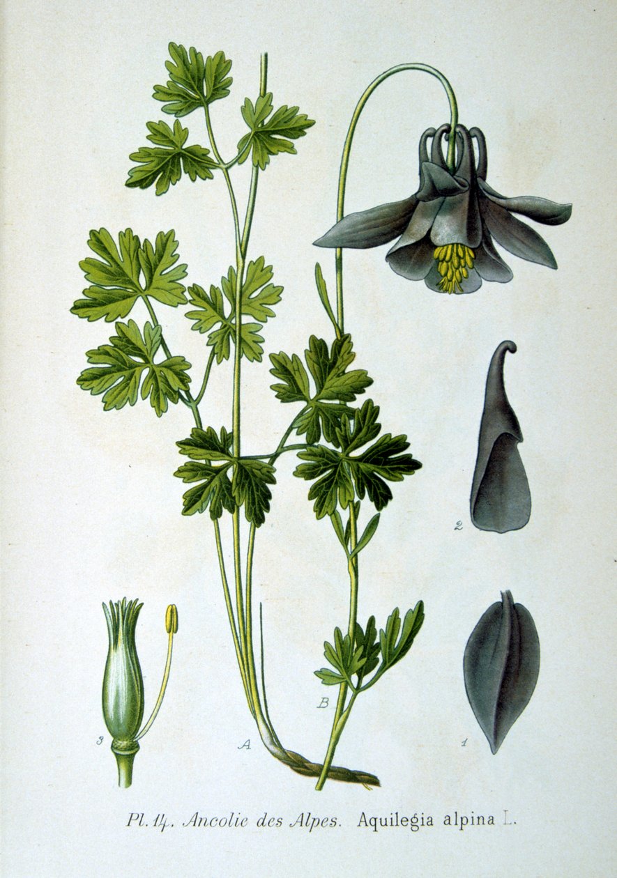 Alpská kolumbina, 1893 od Unbekannt