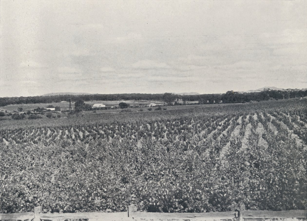 Australská vinice, 1923. od Unbekannt