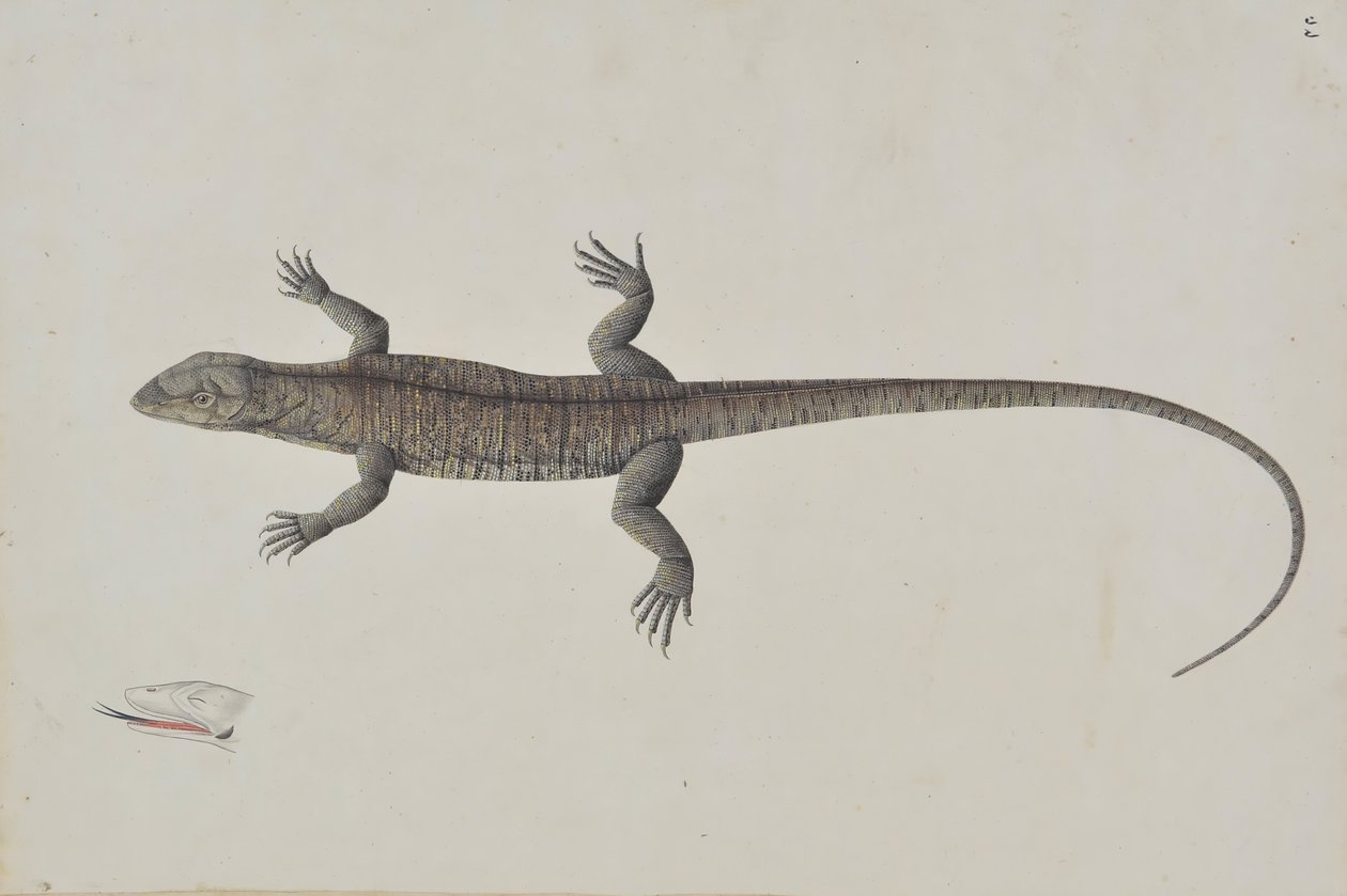 Indický ještěr Bish-Copra, Ca. 1790. od Unbekannt