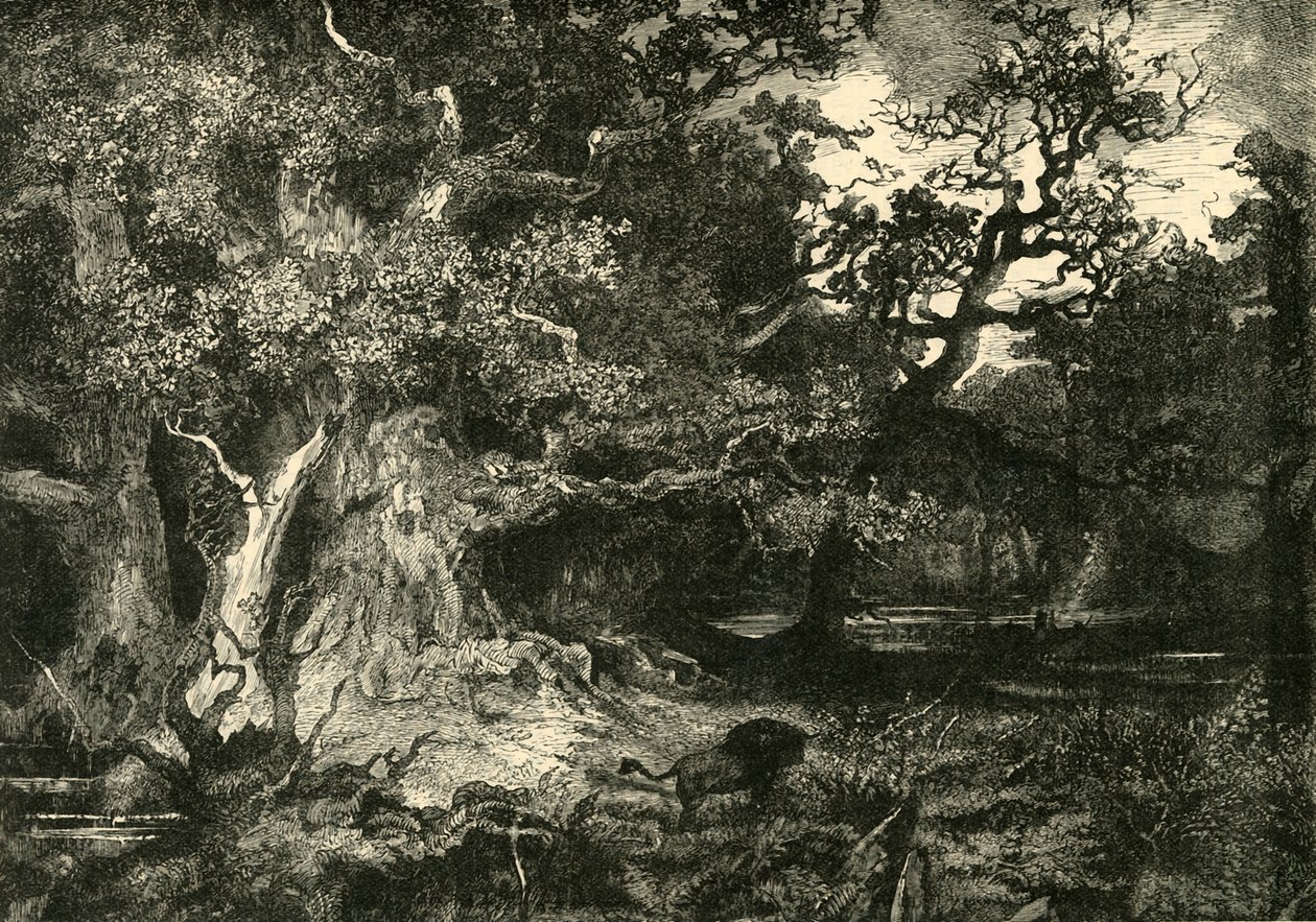 Starý německý les, 1890. od Unbekannt