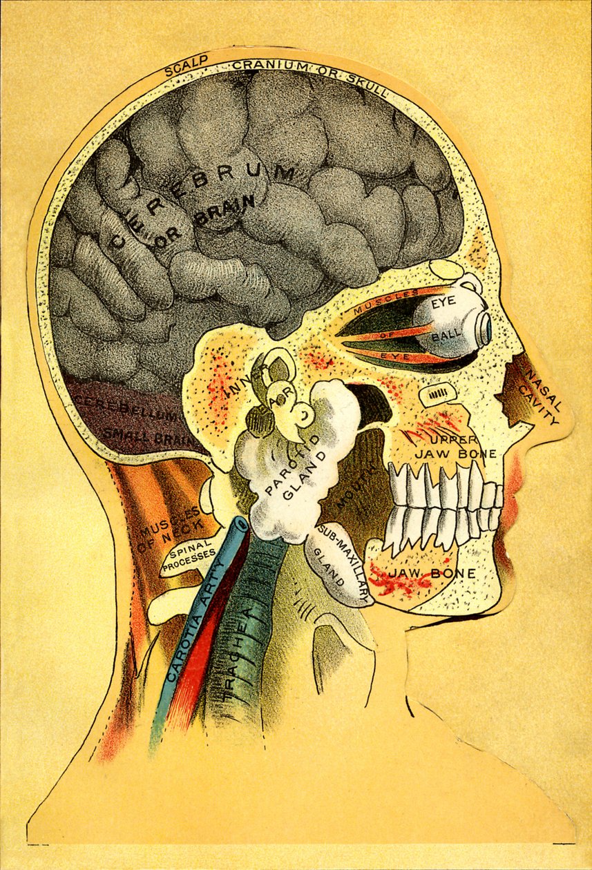 Anatomická mapa, hlava 1905 od Unbekannt