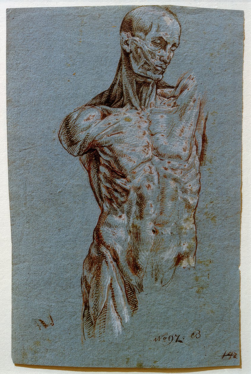 Anatomická studie (Ecorché) od Unbekannt