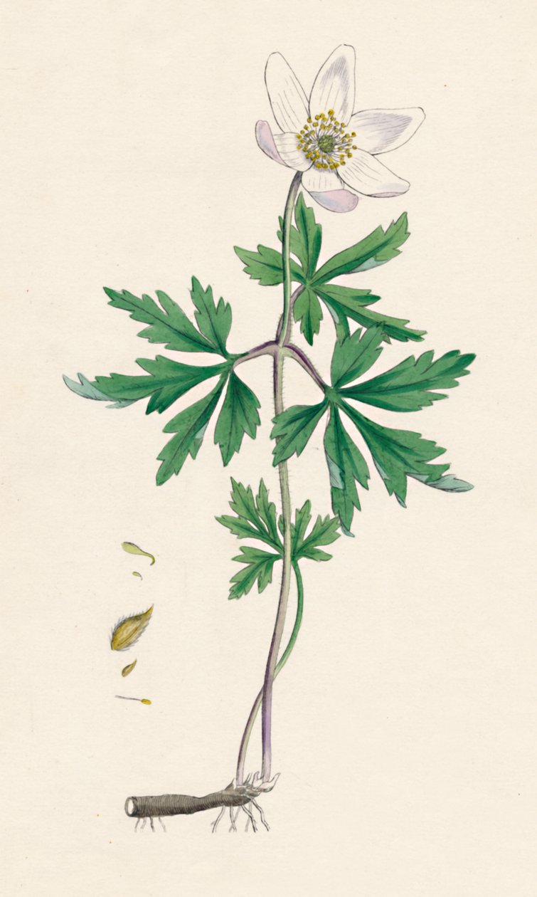 Anemone nemorosa. Sasanka lesní, 19. století od Unbekannt