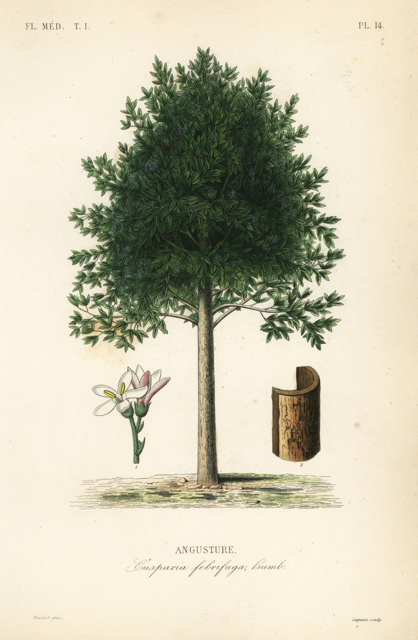 Angostura trifoliata, Cusparia febrifuga, Angusture od Unbekannt