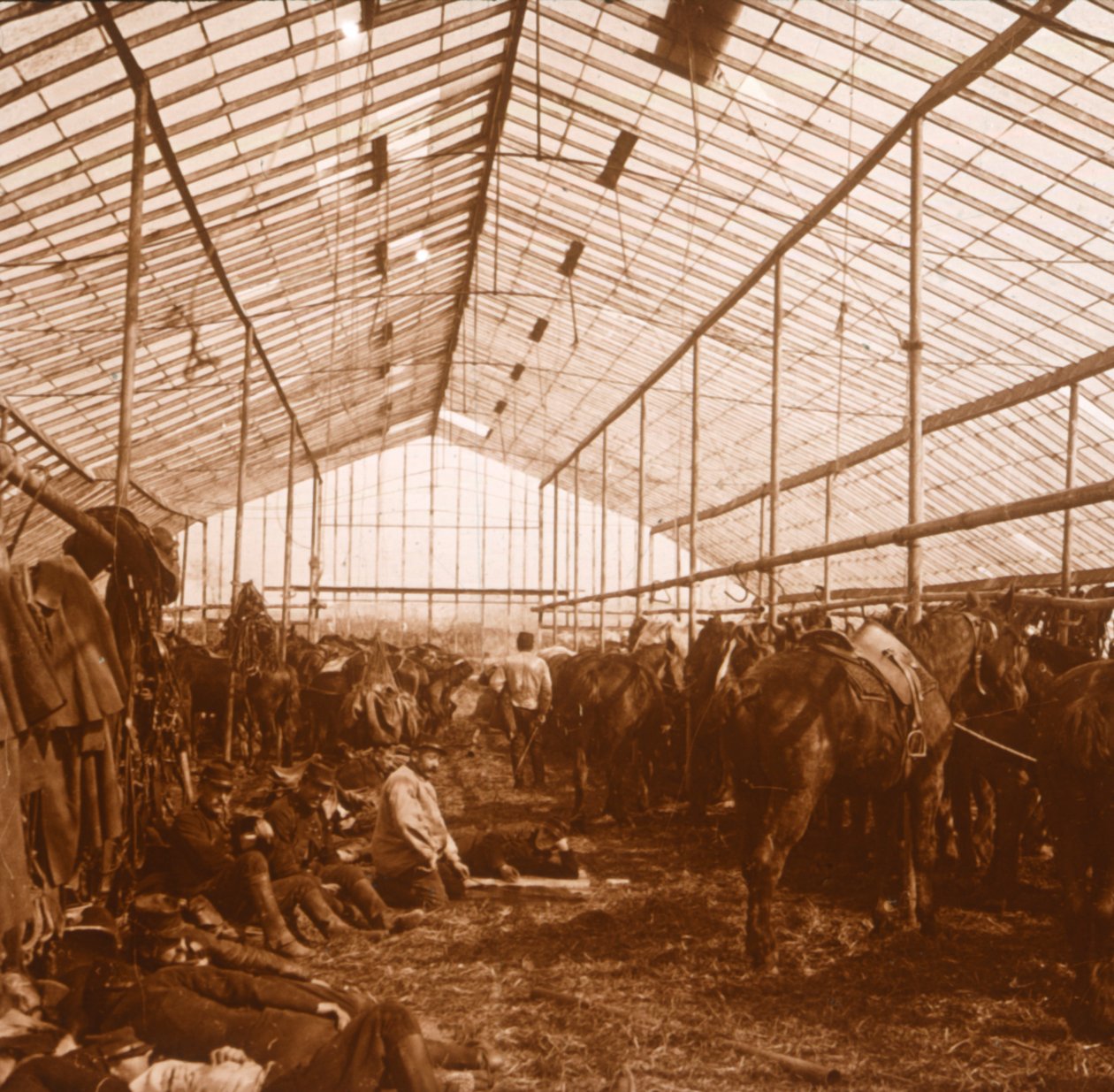 Dělostřelecké koně, c1914-c1918 od Unbekannt