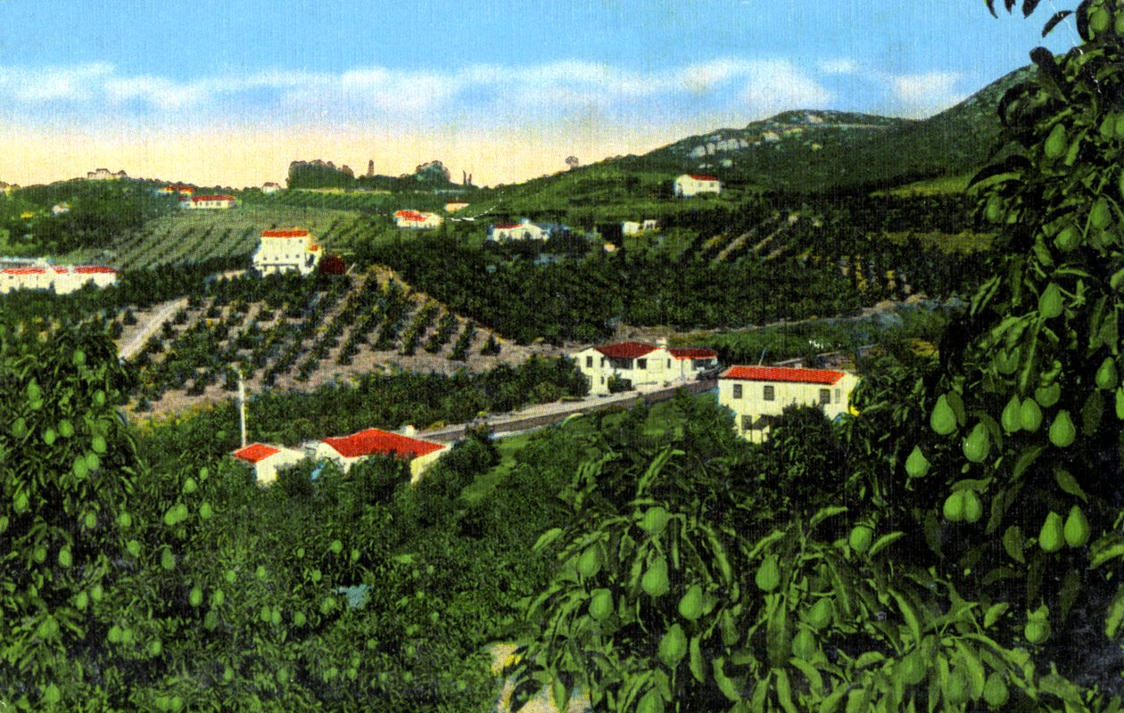 Avokádové háje, San Diego, Kalifornie, USA, 1900 od Unbekannt
