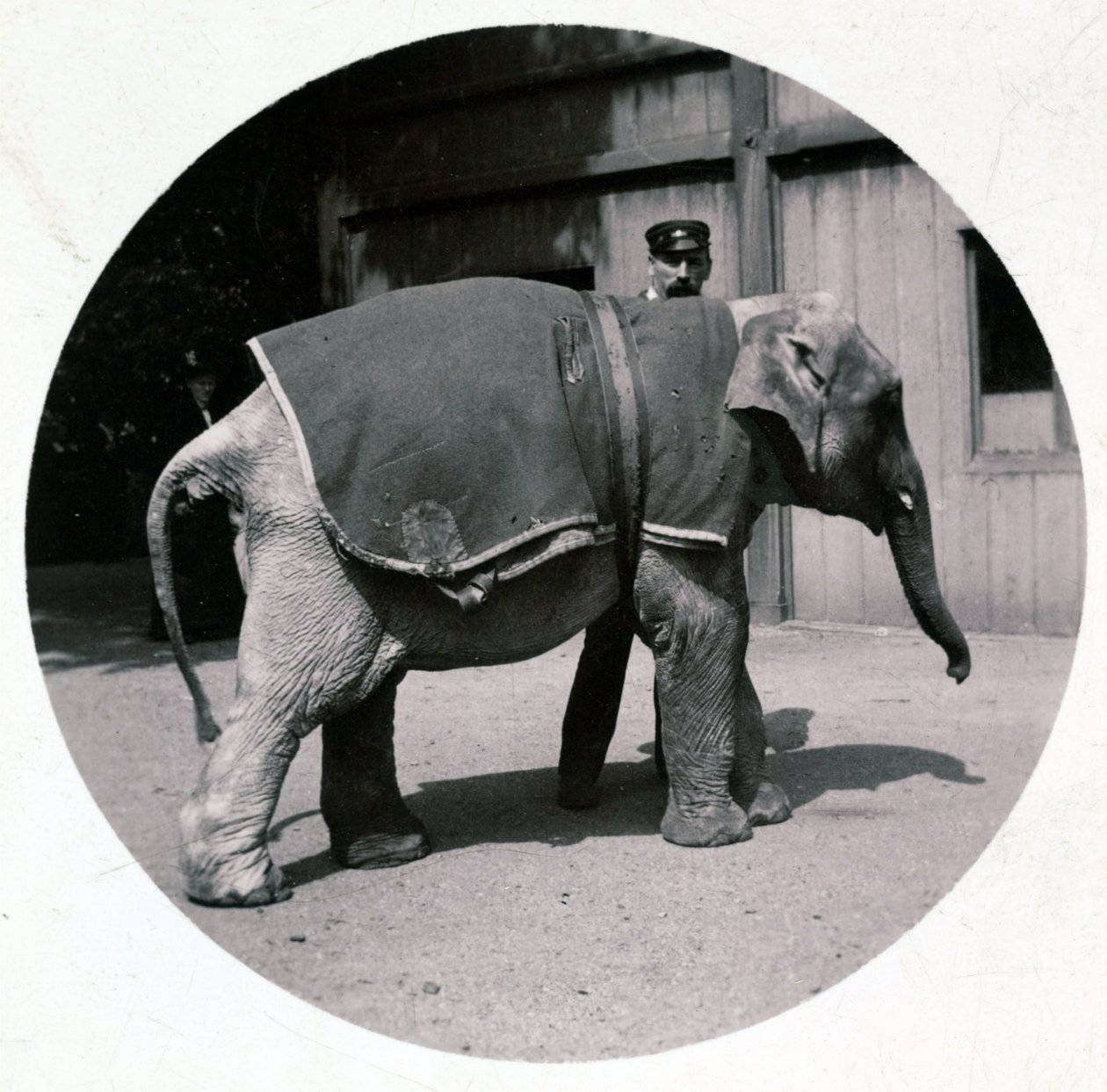 „Slůně v zoo“, verze 1890 od Unbekannt