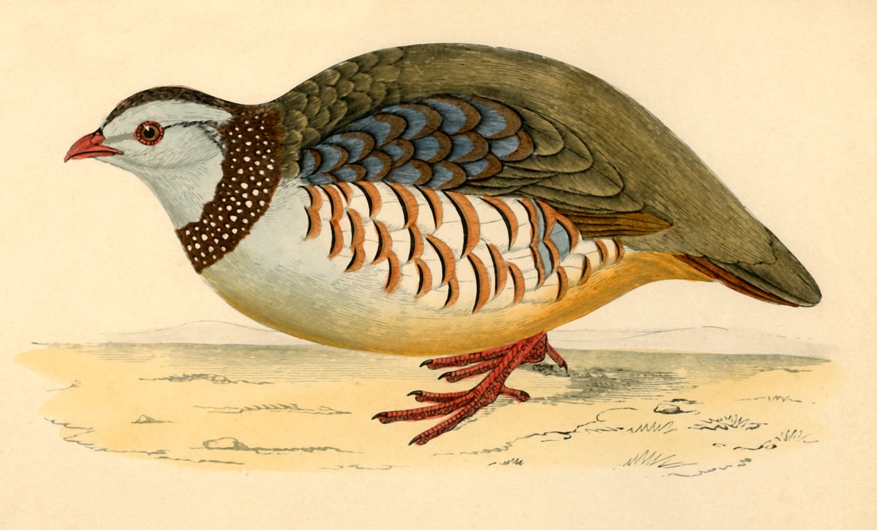 Barbary Partridge, konec 19. století. od Unbekannt