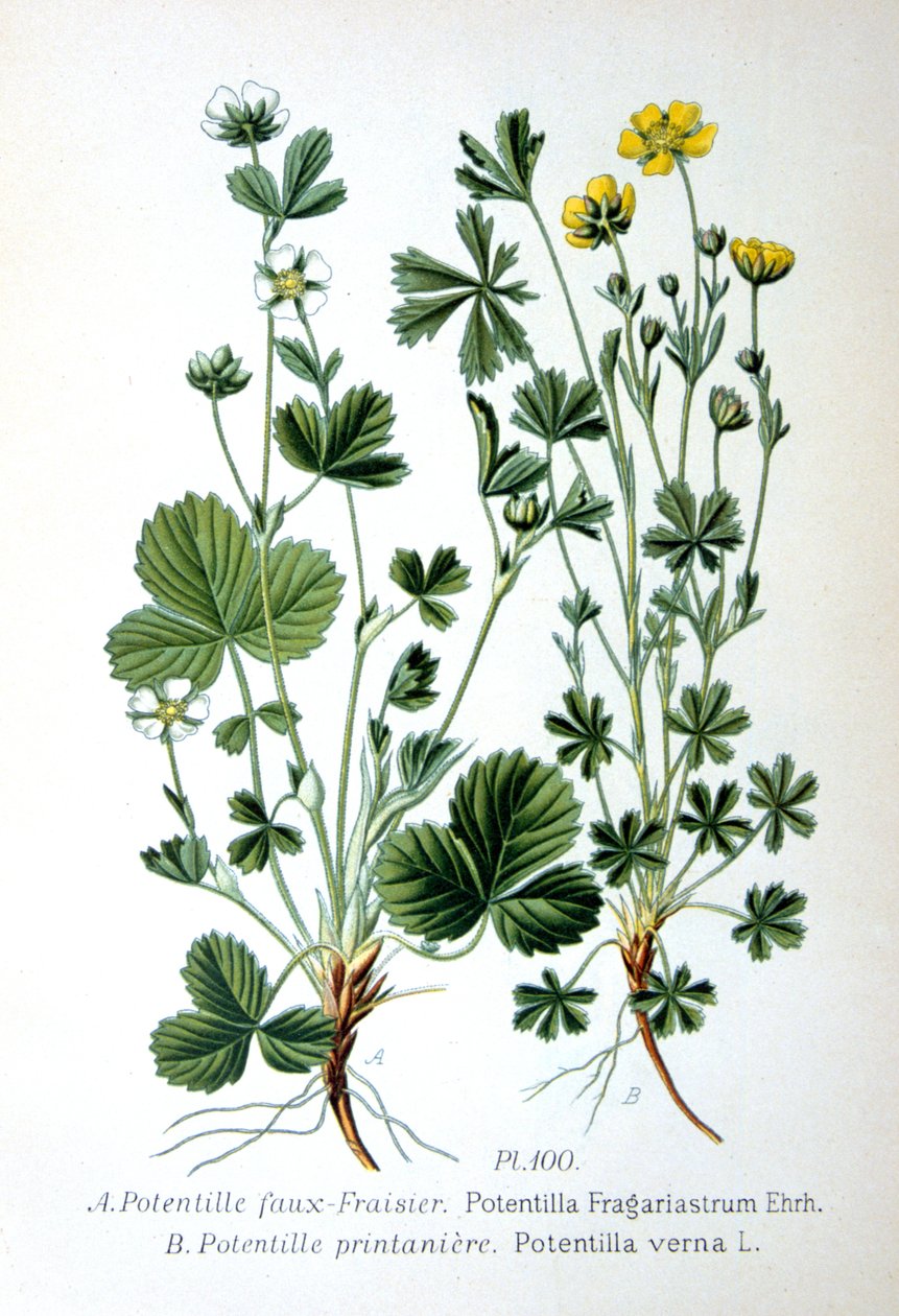 Jahoda neplodná a mochna jarní, 1893 od Unbekannt