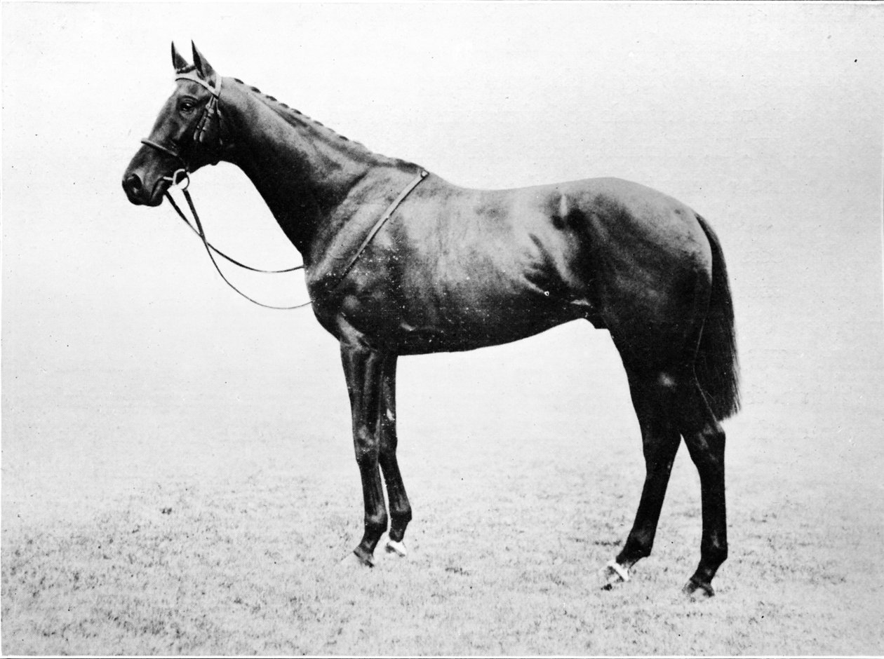 Bayardo, 1911 od Unbekannt