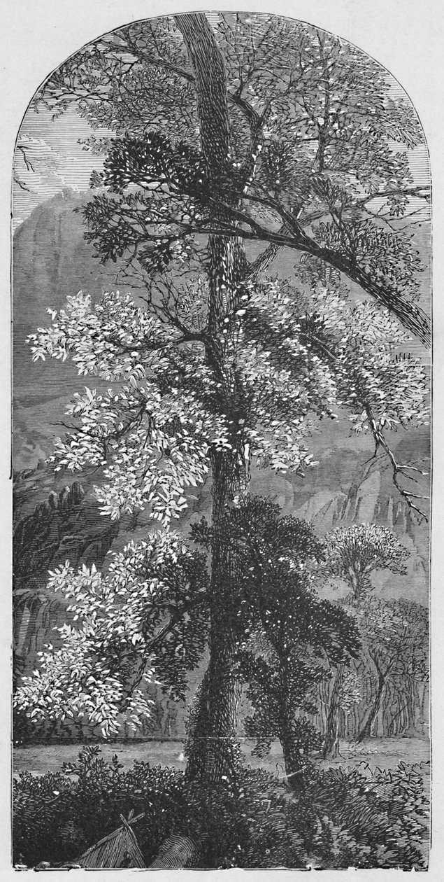 Velký strom, 1883 od Unbekannt