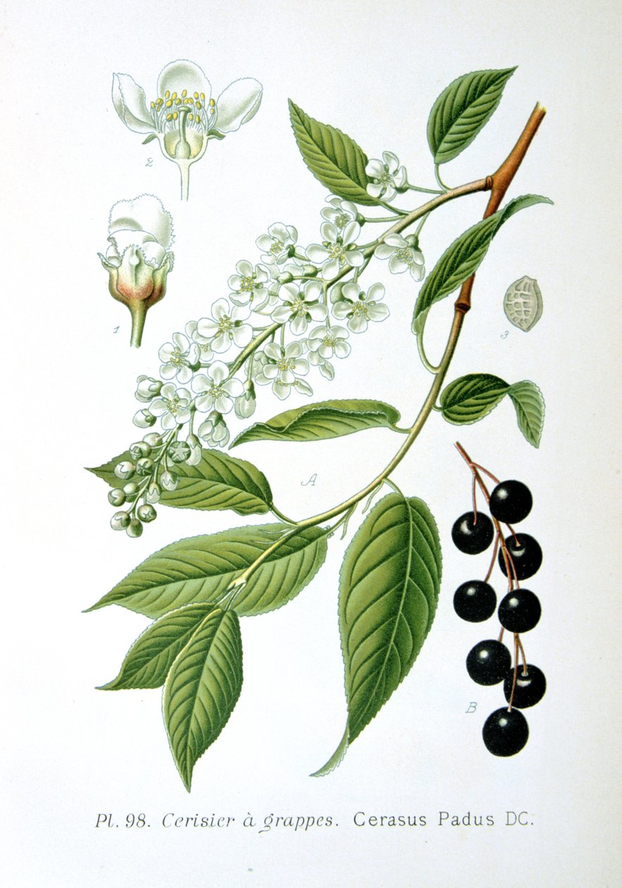 Třešeň ptačí, 1893 od Unbekannt