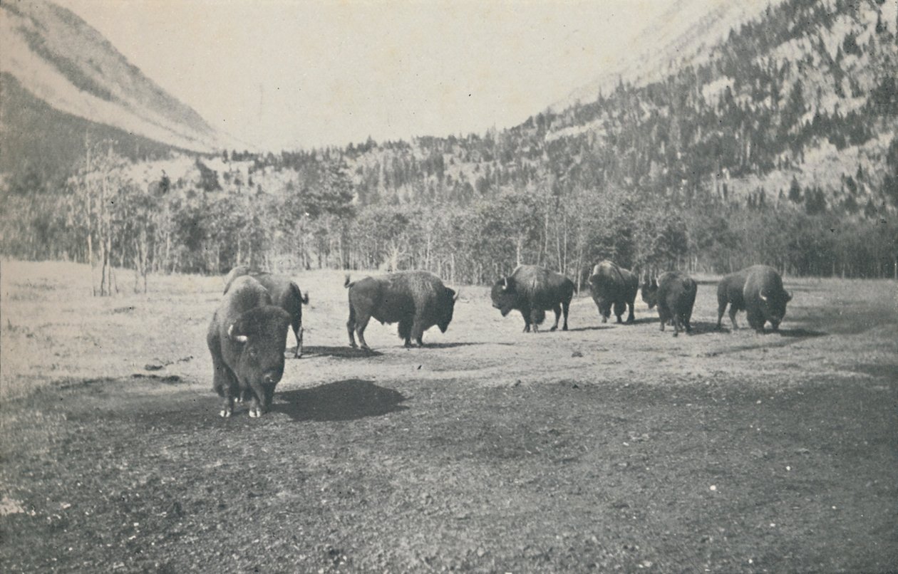 Bison, 1916 od Unbekannt