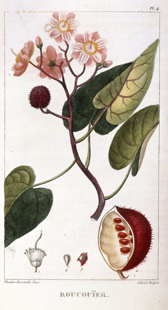 Botanická deska/Bixa orellana/Rocuyer od Unbekannt