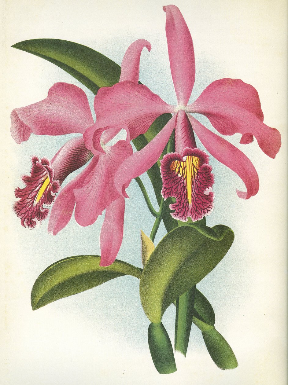 Botanická deska/Cattleya maxima var. Malouana/Lindenia od Unbekannt