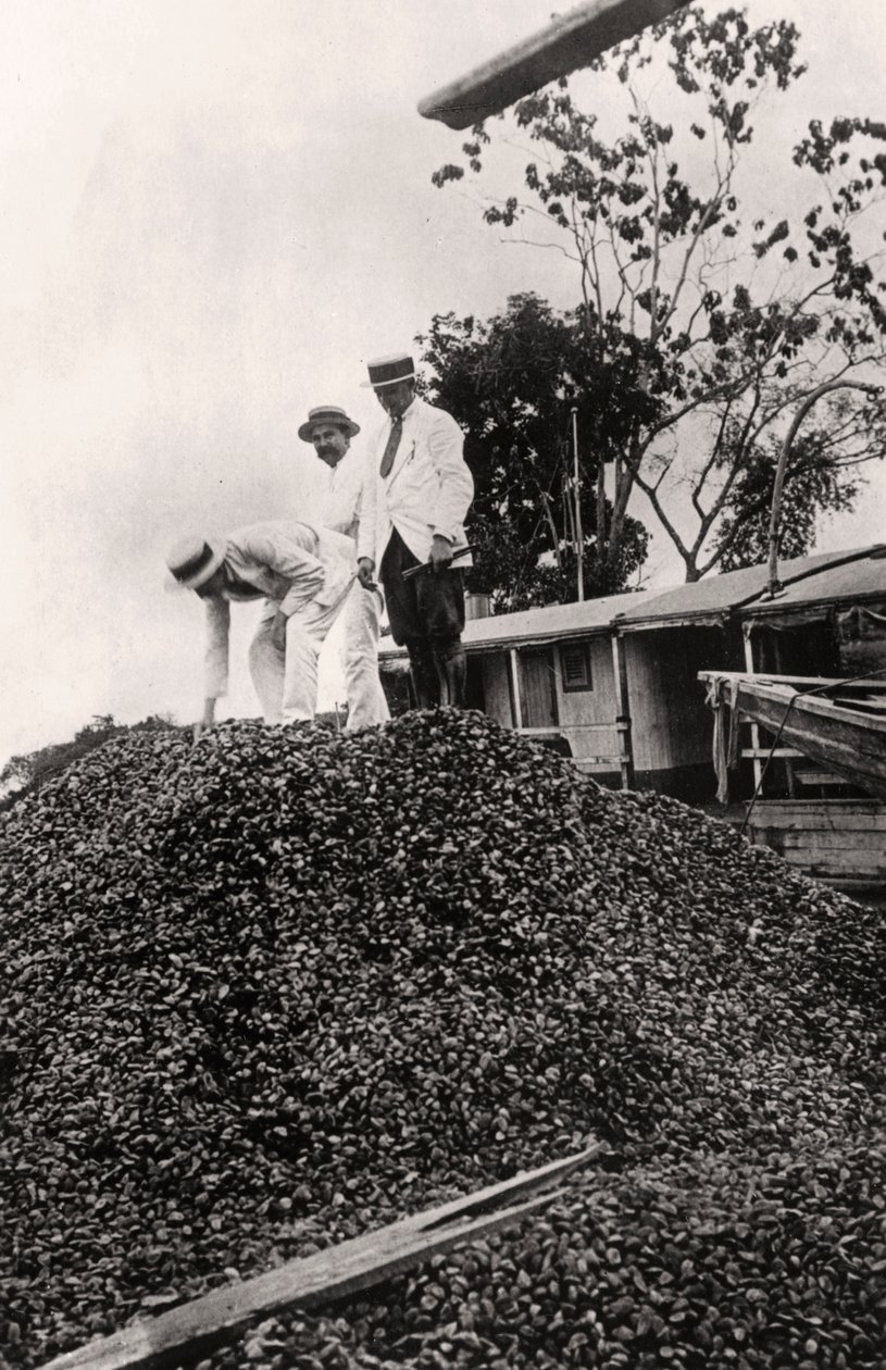 Para ořechy sklizené z údolí Amazonky, 1900 od Unbekannt