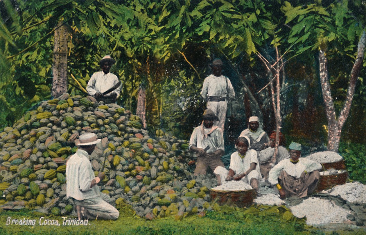 Breaking Cocoa, Trinidad, začátek 20. století. od Unbekannt