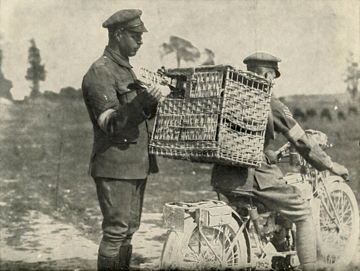 Britští armádní poštovní holubi ve Francii, 1919. od Unbekannt