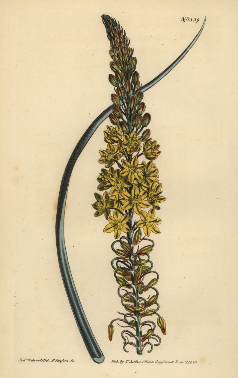 Bulbine asphodeloides (Anthericum glaukózní, Anthericum longiscapum) od Unbekannt